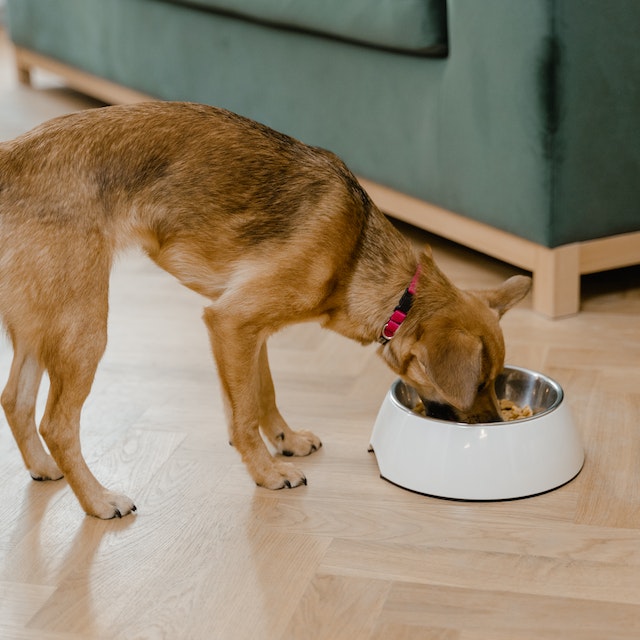 dog-food-img