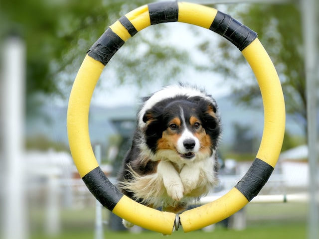 dog-training-img