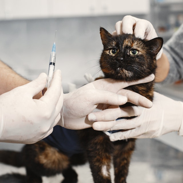 cat-vaccination-img