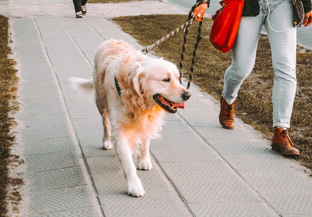 dog-walking-img
